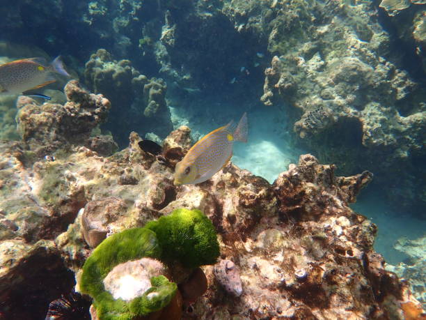 istock Fish in Koh Rok Thailand 1347802682
