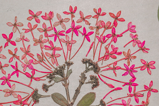 Tiny pink Ixora coccinea herbarium pasted on a notebook close up