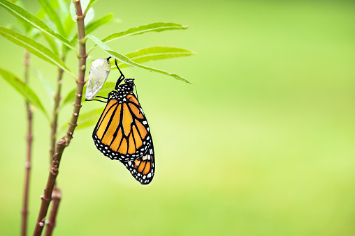Recién emergida mariposa Monarca photo