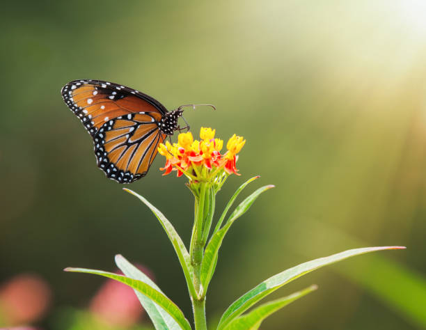 istock Queen butterfly (Danaus gilippus) feeding on Milkweed flowers 1347806044