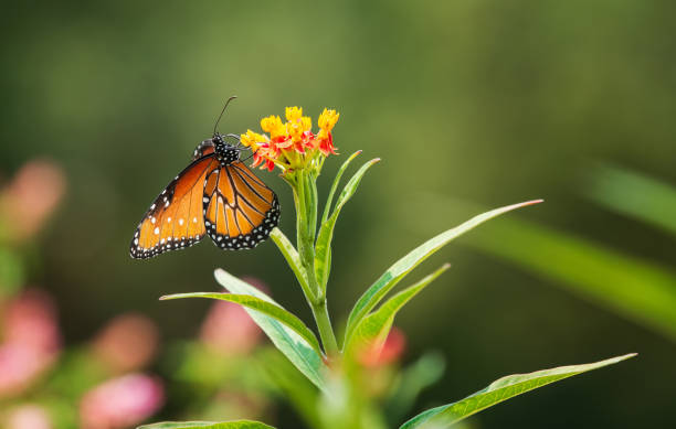 istock Queen butterfly (Danaus gilippus) feeding on Milkweed flowers 1347806048