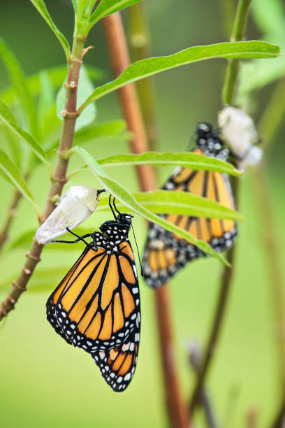 istock Newly emerged Monarch butterflies on milkweed 1347806056