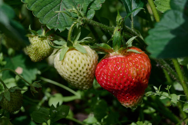 istock huge strawberry berries photographed on the beds 1347807938