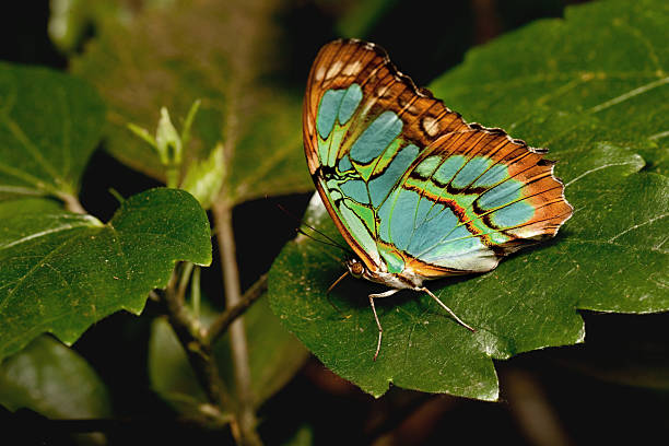 ミドリタテハ - malachite butterfly ストックフォトと画像