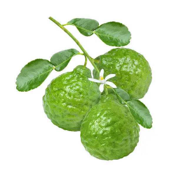 Bergamot fruit with flower on branch isolated on white background.