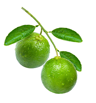 Branch of two fresh limes with water droplets and green leaves isolated on white background.