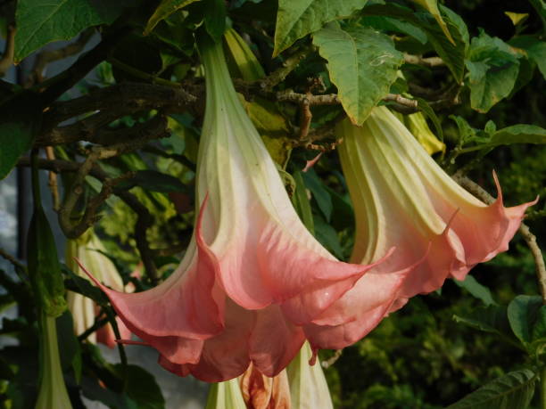 istock Brugmansia flowers 1347812935