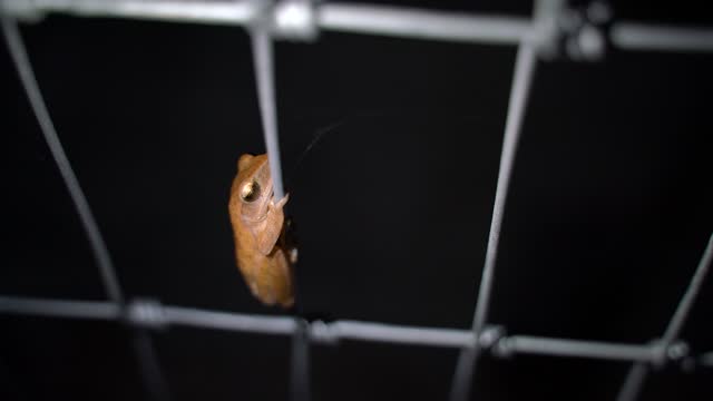 Brown tree frog Hanging wire fence