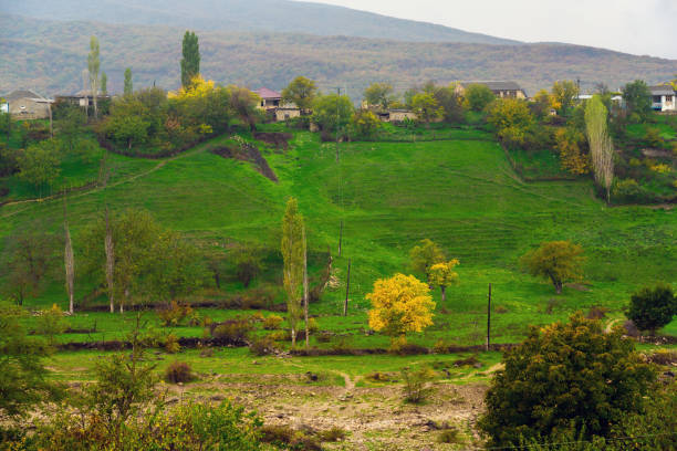 Yellow trees on a green meadow in the village