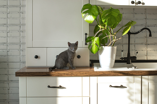 Monstera plant in a white pot on a white kitchen and little grey domestic cat. The concept of homeplant and pets. Monstera deliciosa leaves or Swiss cheese tropical leaf