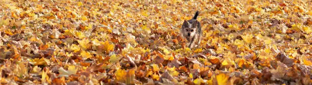 Warm autumn. Outdoor dog in orange-yellow foliage