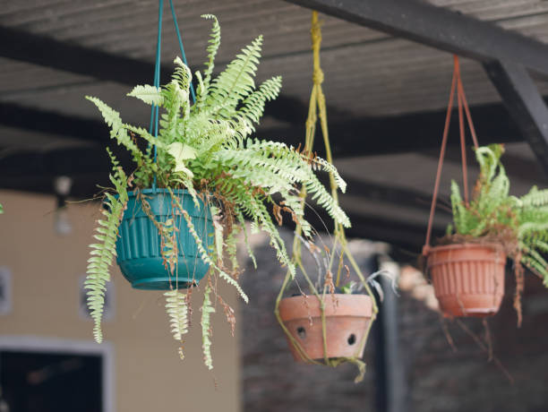 istock boston fern in hanging pot 1347822443