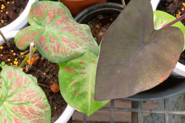 istock Beautiful Caladium bicolor the leafy plants 1347825865