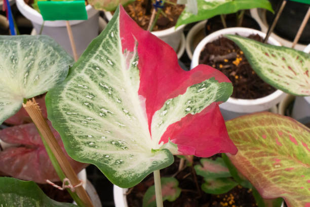 istock Beautiful Caladium bicolor the leafy plants 1347825871