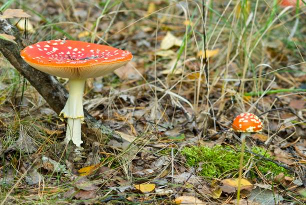 istock fly-agaric mushroom in a grass 1347826950