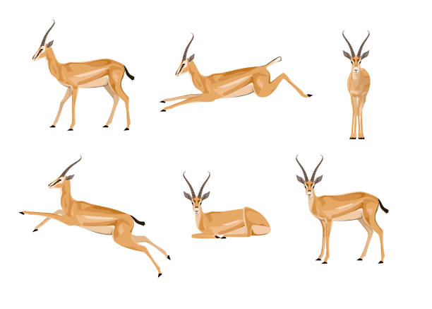 illustrazioni stock, clip art, cartoni animati e icone di tendenza di un insieme di antilopi - impala