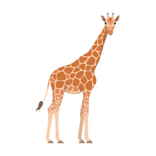 Vector illustration of Giraffe