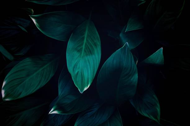 istock ature background, closeup leaves texture, tropical leaves 1347827672