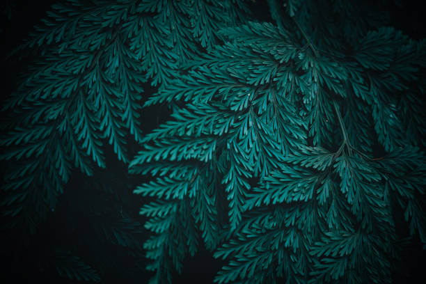 istock abstract green leaf texture, nature background, tropical leaf 1347827673