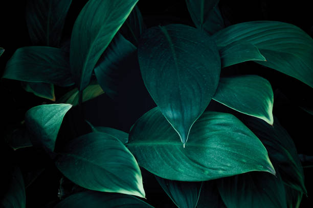 istock tropical leaves, abstract green leaves texture, nature background 1347827677