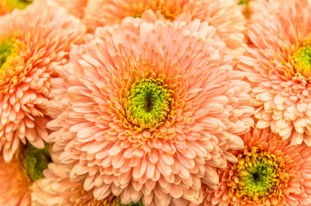 istock Bright Orange Flower Closeup for a Background 1347831400