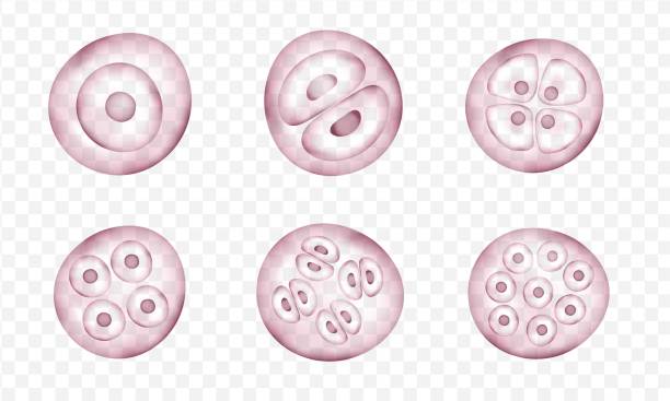 Bacteria Realistic vector cells division. Stages of human embryonic development. Medical or biology science scheme fertilized egg stock illustrations