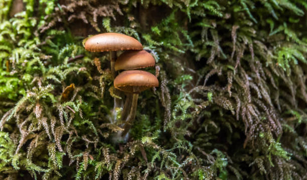 istock Beautiful Mushroom Closeup in a Forest in Latvia 1347831651