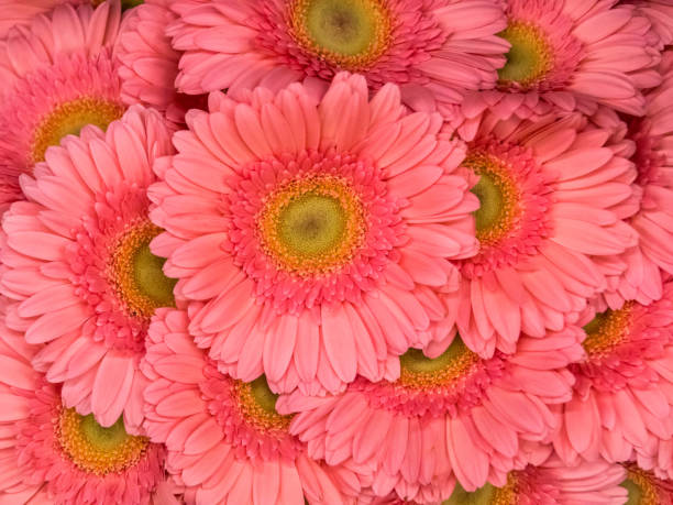 istock Bright Pink Flower Closeup for a Background 1347832617