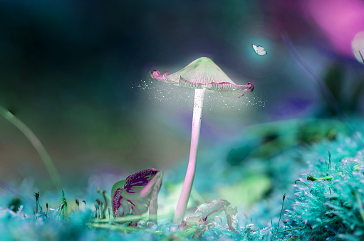 Fantasy Glowing Mushroom with Butterfly