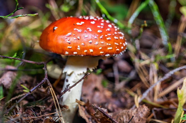 istock Amanita Muscaria Toadstool Mushroom in a Baltic Forest 1347832693