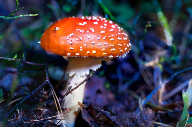 istock Amanita Muscaria Toadstool Mushroom in a Baltic Forest 1347832753