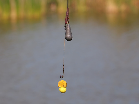 Fishing rig for carps, boilie rig, and the fishing pond on the background