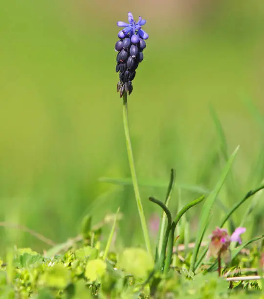 Spring blue flower of grape hyacinth, Muscari neglectum
