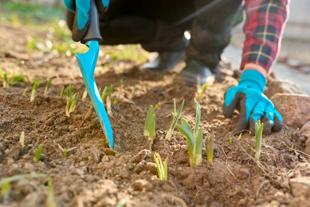 istock Seasonal spring gardening, woman's hands with tools on a flower bed with sprouting flowers 1347835824
