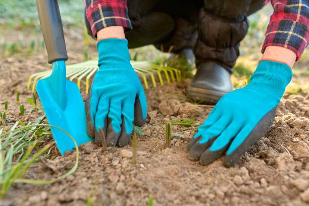 istock Seasonal spring gardening, woman's hands with tools on a flower bed with sprouting flowers 1347835833