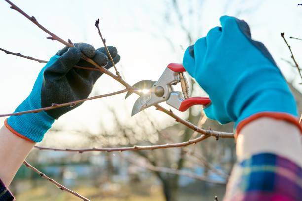 istock Spring seasonal gardening, pruning fruit trees with pruning shears 1347835903