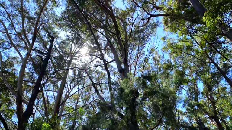 Rainforest Path Walk with Ferns and Eucalyptus Trees