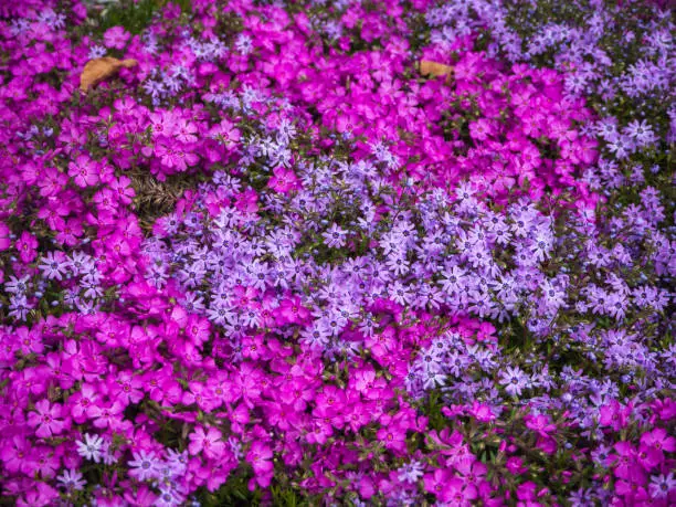 Purple sea of flowers, pillow phlox, Subulate Phlox. Flowers of creeping phlox, carpet, awl-shaped, groundcover. Small multicolored flowers of blooming phlox.Shallow depth of field.