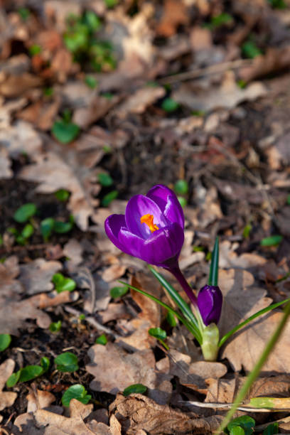 istock Violet crocus flower. Spring primrose in the garden - crocuses. Delicate bright bud 1347837387