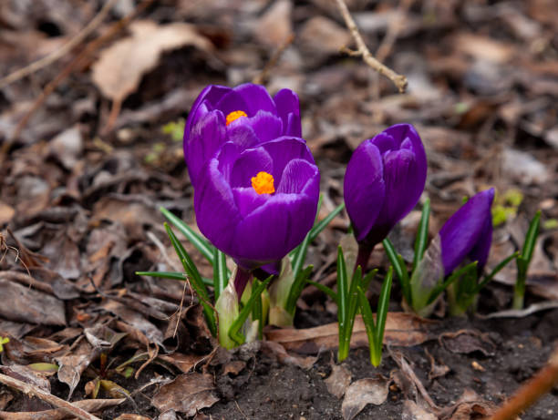 istock Violet crocus flower. Spring primrose in the garden - crocuses. Delicate bright bud 1347837431