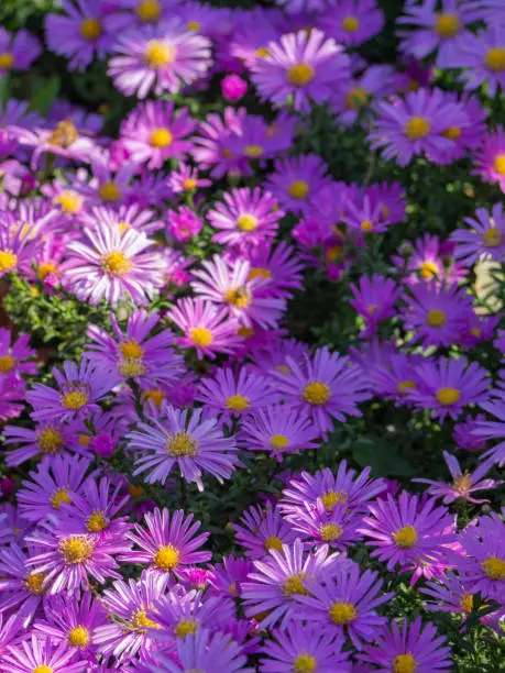 A floral carpet of pink-purple Alpine aster flowers, centered in the foreground. Beautiful flower card with delicate little Christmas daisy flowers. Template for social networks.