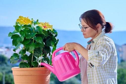Adult woman watering flower in pot from watering can. Female caring for flowering yellow hibiscus houseplant on outdoor balcony. Green eco trends hobbies and leisure, landscaping balconies and housing