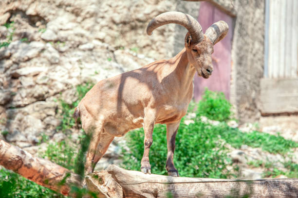 istock Caucasian goat cylindricornis 1347838959