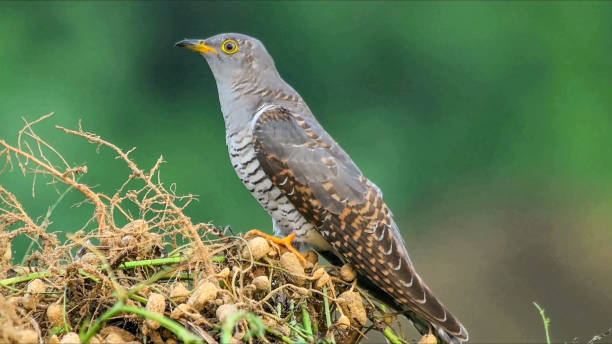 common cuckoo (Cuculus canorus) is a member of the cuckoo order of birds, Cuculiformes, which includes the roadrunners, the anis and the coucals common cuckoo (Cuculus canorus) is a member of the cuckoo order of birds, Cuculiformes, which includes the roadrunners, the anis and the coucals common cuckoo stock pictures, royalty-free photos & images