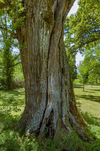 roble - english oak fotografías e imágenes de stock