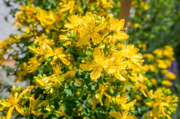 johanniskraut, hypericum perforatum - johanniskraut stock-fotos und bilder