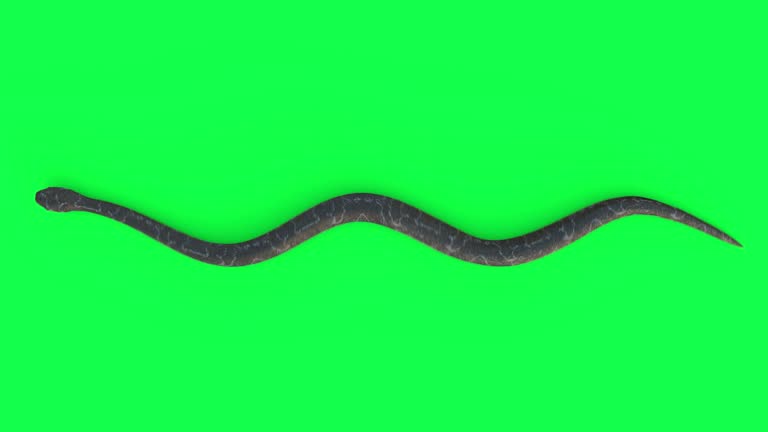 Snake cycle animation top view