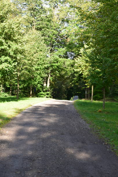 istock gravel road in late summer forest 1347842528
