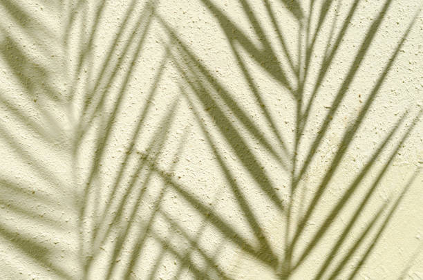 istock Tropical leaves shadow on the wall, nature background 1347842715