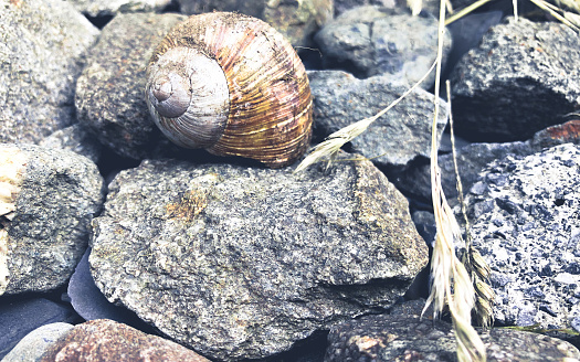 an empty snail shell on beach sand